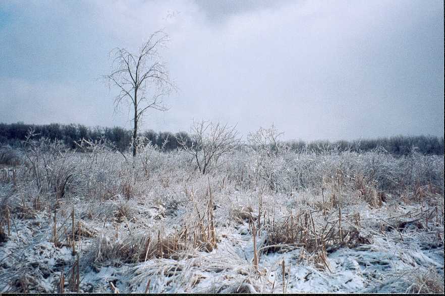 Ice on the trees and marsh