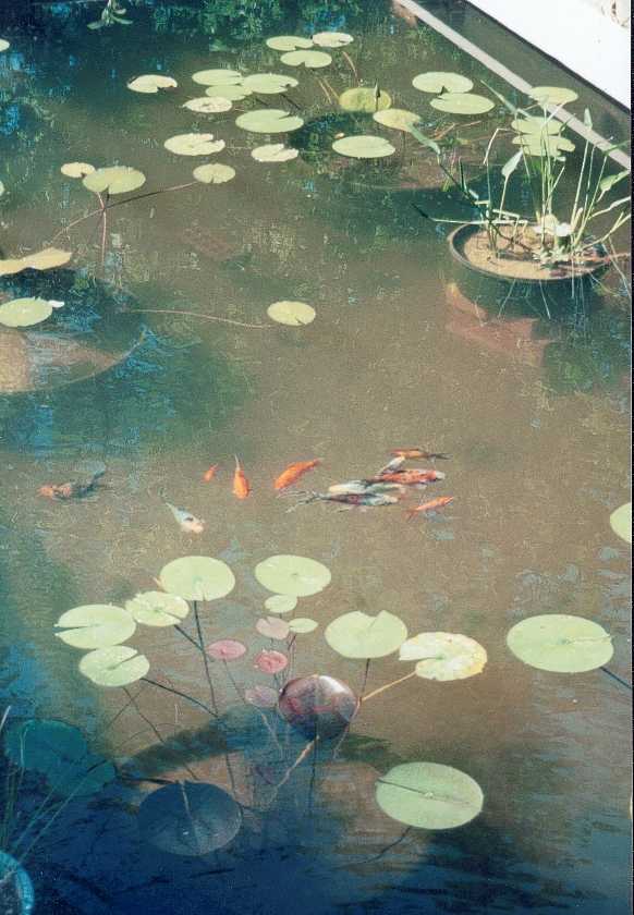The pond fish