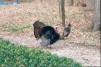 Turkeys in the yard